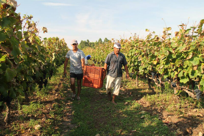 Vendange manuelle Bodegas Irurtia