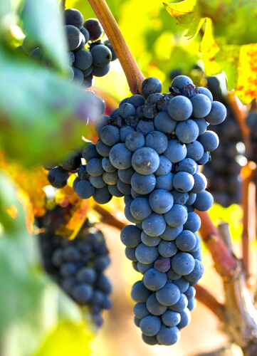 Raisin primitivo sur la vigne
