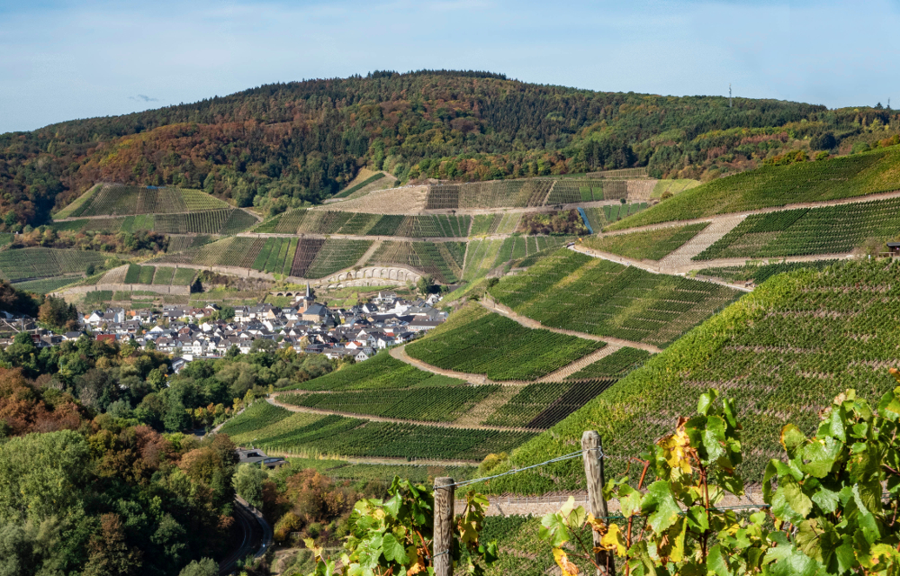 Vignobles de Dernau sur l'Ahr Vignobles de Dernau sur l'Ahr