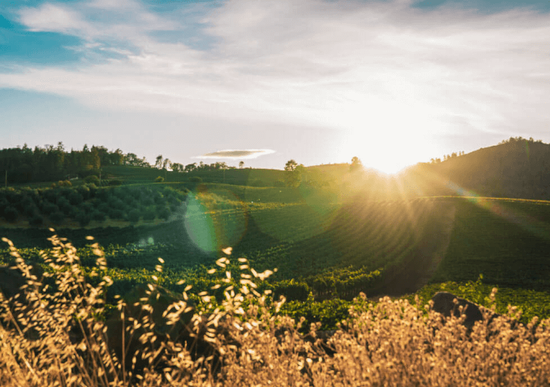 Vue sur un vignoble de la côte d'Alba Vue sur un vignoble de la côte d'Alba