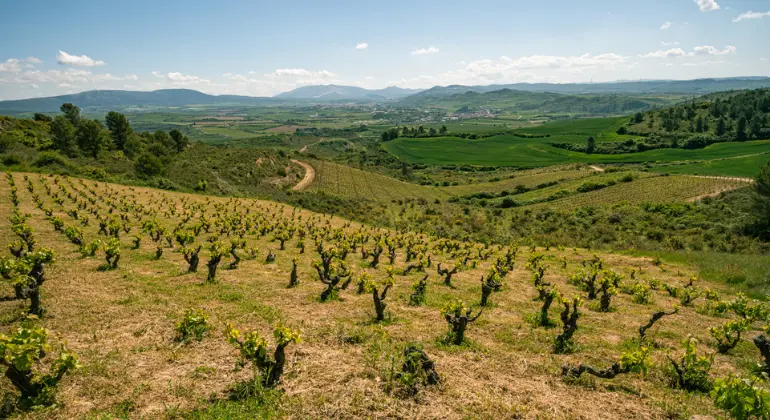 Dégustation de vin rouge de Navarre - lot découverte de 6 bouteilles