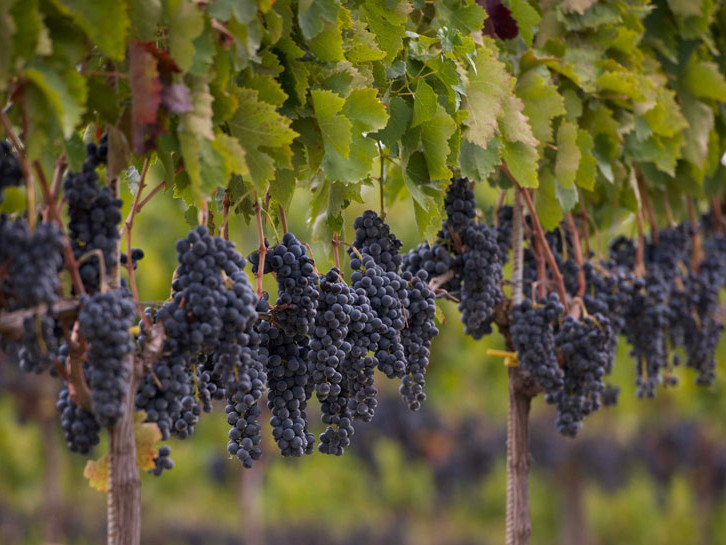 Vesevo Winery Campania