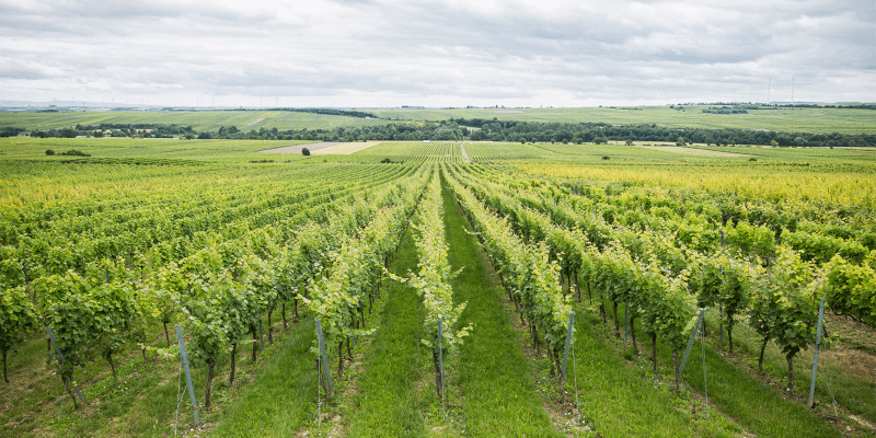 Vue sur les vignobles des Keths Vue sur les vignobles des Keths