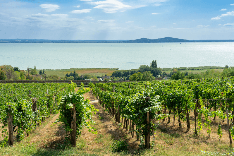Vignes du Balaton Vins du Balaton - vignes au bord du lac
