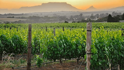 Longues rangées de vignes de Delheim