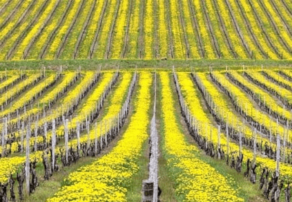 Vignoble Statti Vignoble Statti