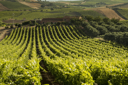 Vue sur les vignobles avec le domaine en arrière-plan Vue sur les vignobles avec le domaine en arrière-plan