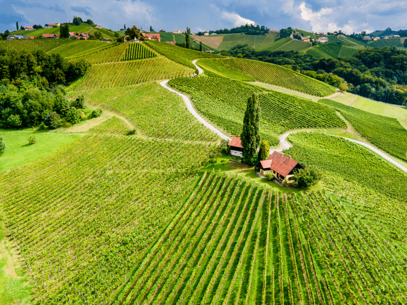 Vin roumain vignobles Vin roumain vignobles