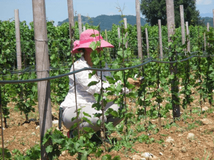 Récolte chez Lis Neris