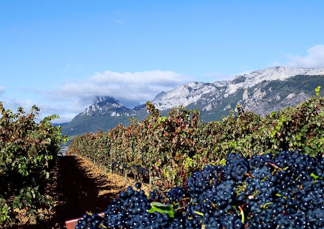Vignobles d'Altos de Rioja Vignobles d'Altos de Rioja
