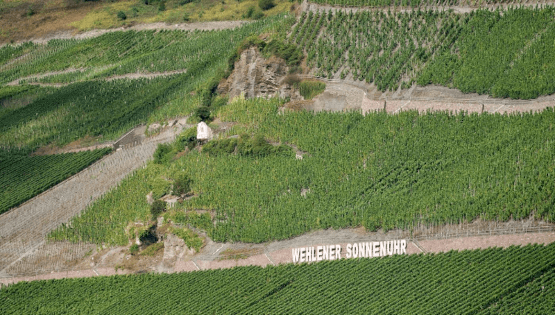 Le vignoble Wehlener Sonnenuhr du domaine Schloss Lieser