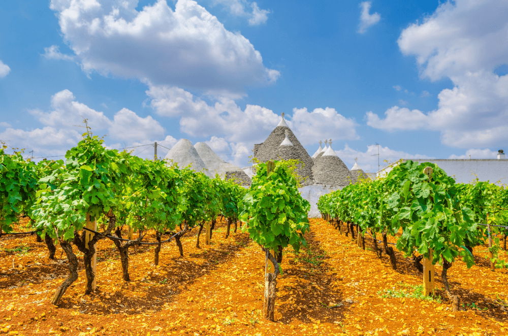 L Antesi Vignes en Italie du Sud
