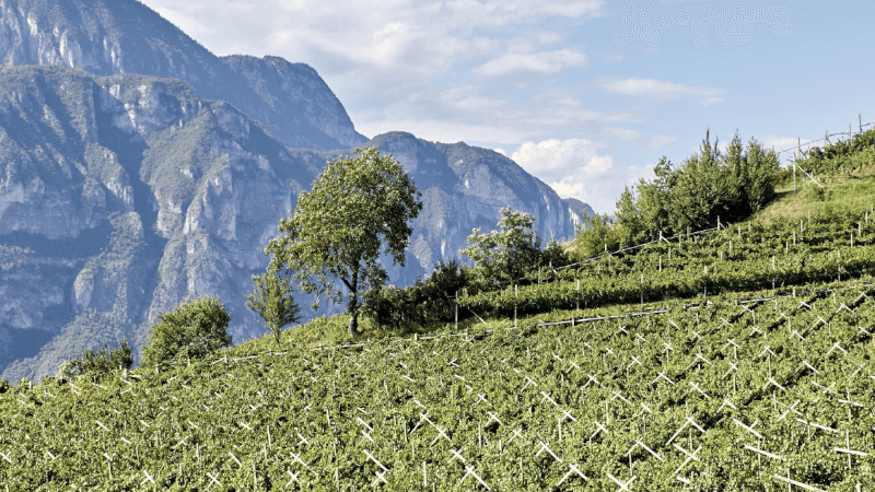 Vue sur un vignoble de LaVis