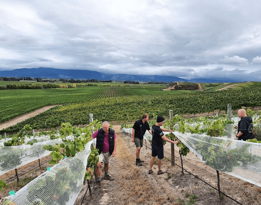 Vigneron dans les vignes près de Marisco