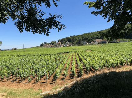 Domaine Trapet Vignoble