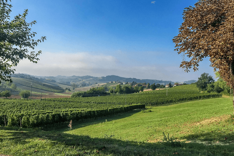Vignes Paolo Conterno Vignes Paolo Conterno