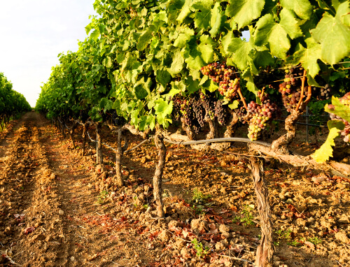 Vignes avec de jeunes raisins dans les Pouilles