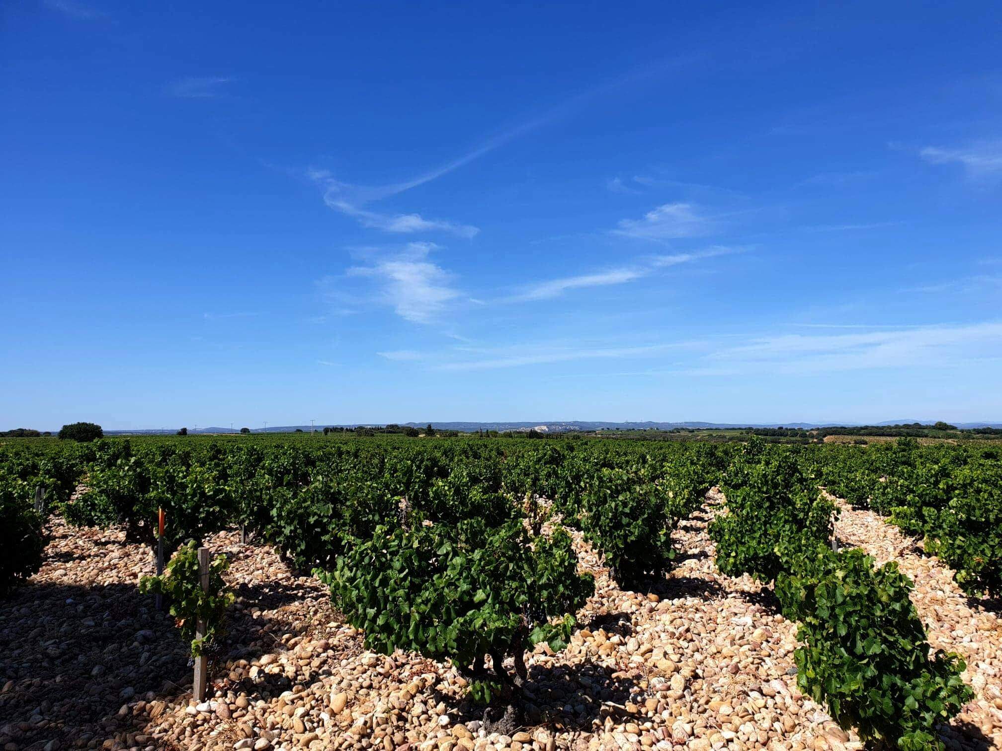 Maison Bouachon Vignoble Maison Bouachon Vignoble