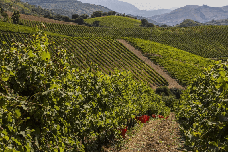 Vendanges du Baglio di Pianetto Vendanges du Baglio di Pianetto