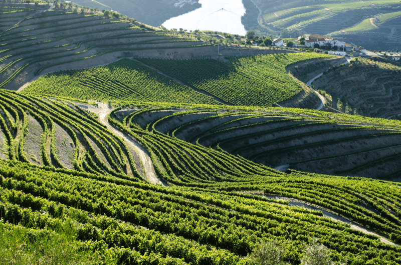 Vignobles de la vallée du Douro Vignobles de la vallée du Douro