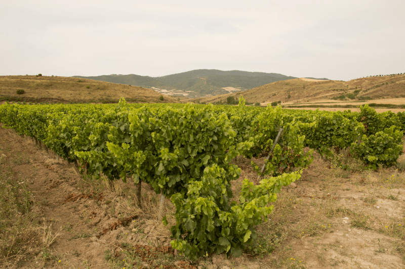 Vignobles sur le chemin de Saint-Jacques-de-Compostelle Vignobles sur le chemin de Saint-Jacques-de-Compostelle