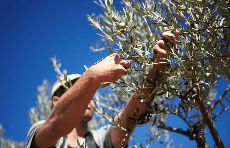 Récolte d’olives La Chinata
