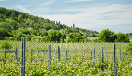 Vue sur les vignobles de Heinrich Vollmer Vue sur les vignobles de Heinrich Vollmer