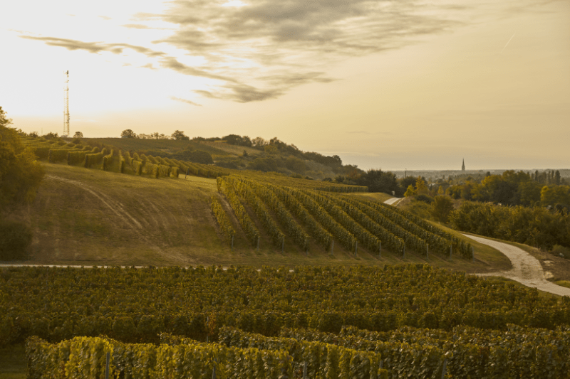 Climat ensoleillé dans l’aire viticole pannonienne