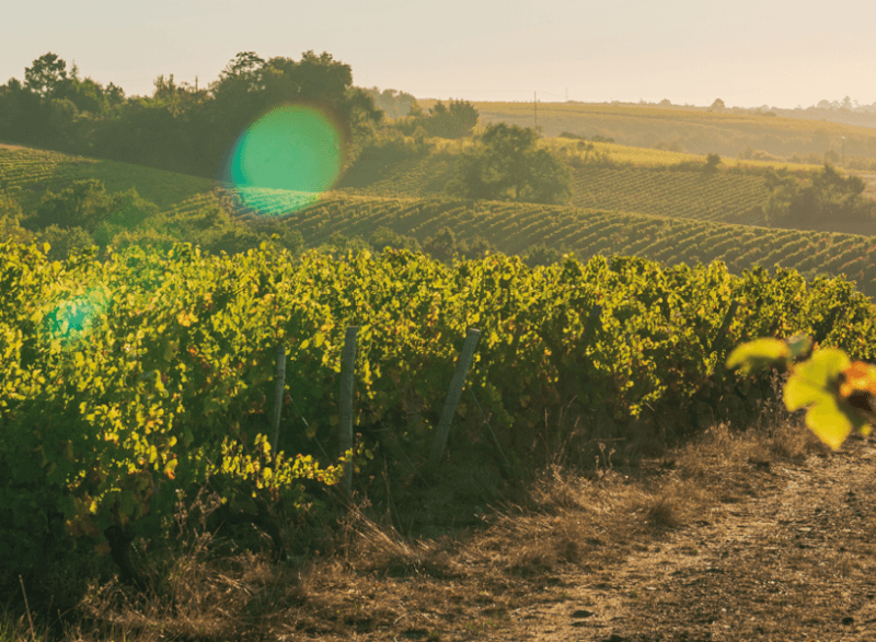 Les Caves de la Loire Vignobles Les Caves de la Loire Vignobles