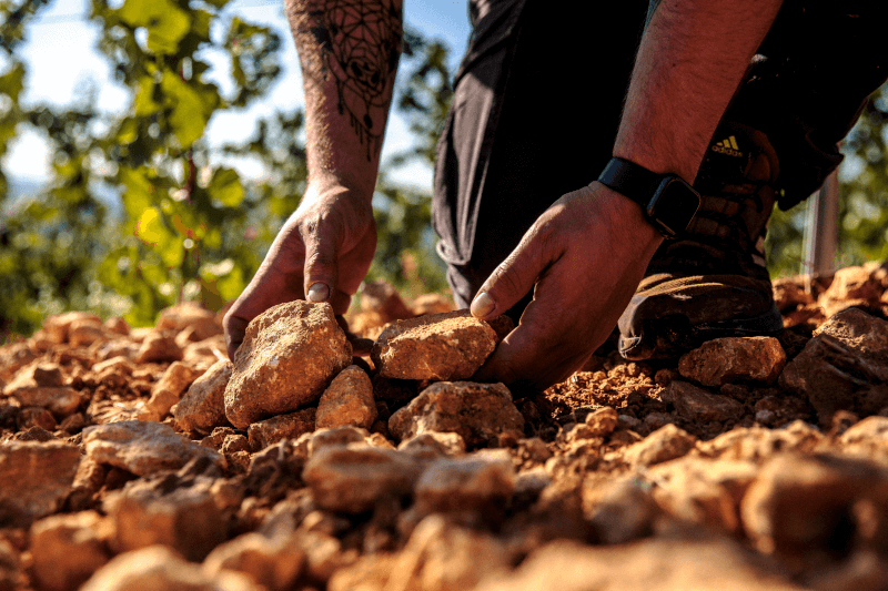 Marnes calcaires dans le vignoble Metzger Marnes calcaires dans le vignoble Metzger