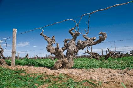 Les vignes dans la Barossa Valley Les vignes dans la Barossa Valley