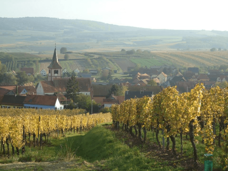 Vignoble Arthur Metz en Alsace ci-dessus
