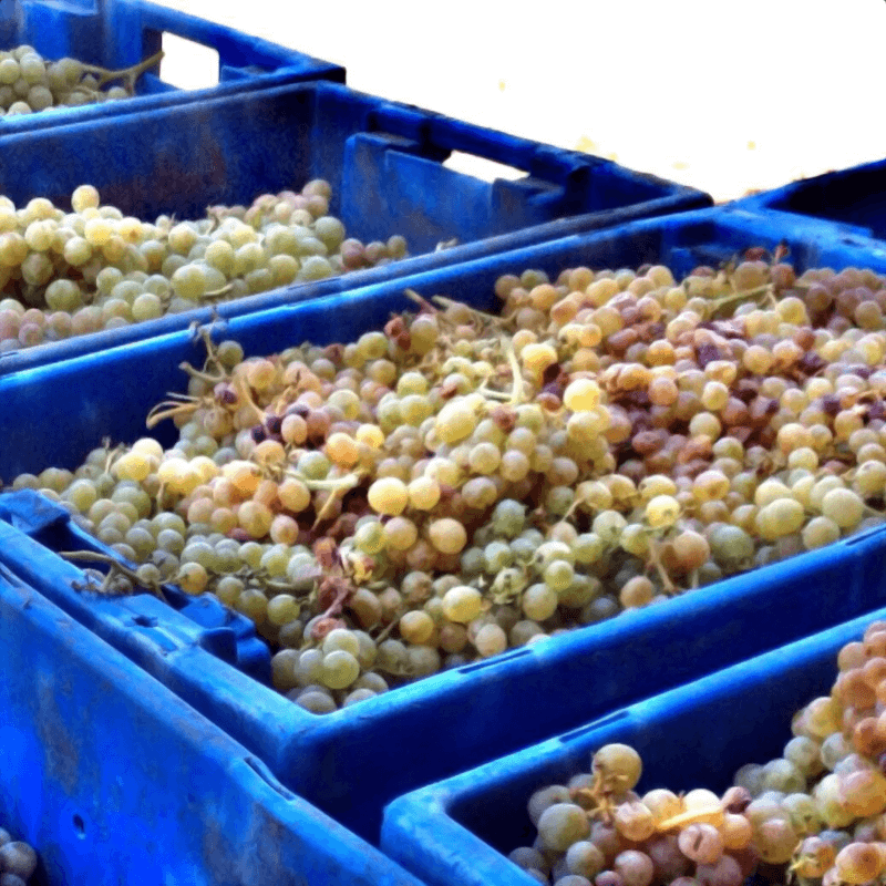 Des raisins blancs sont également cultivés à Casa d'Arrochella