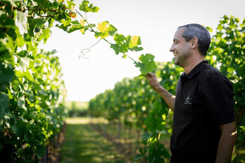 Ellermann-Spiegel Rebzeilen