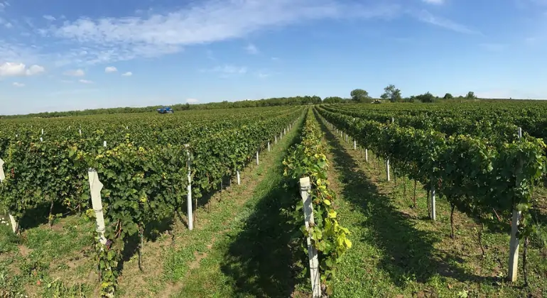 Dégustation de vin de Moravie par W18 - coffret découverte 6 bouteilles