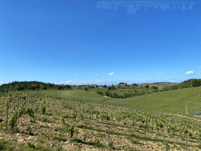 Vue sur les vignobles Vue sur les vignobles