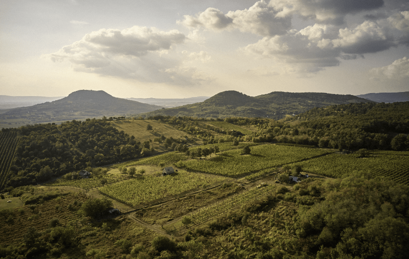 Maison dans le vignoble