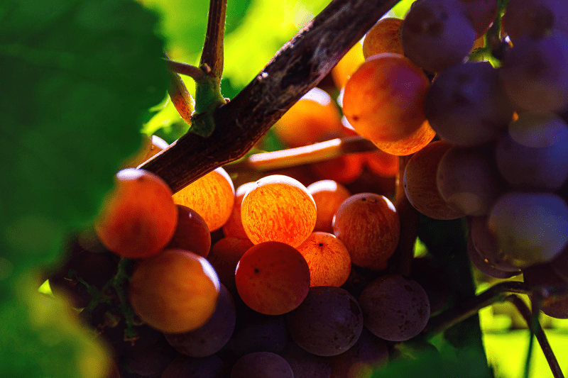 Traminer sonne Raisins de gewurztraminer sur le cep au soleil
