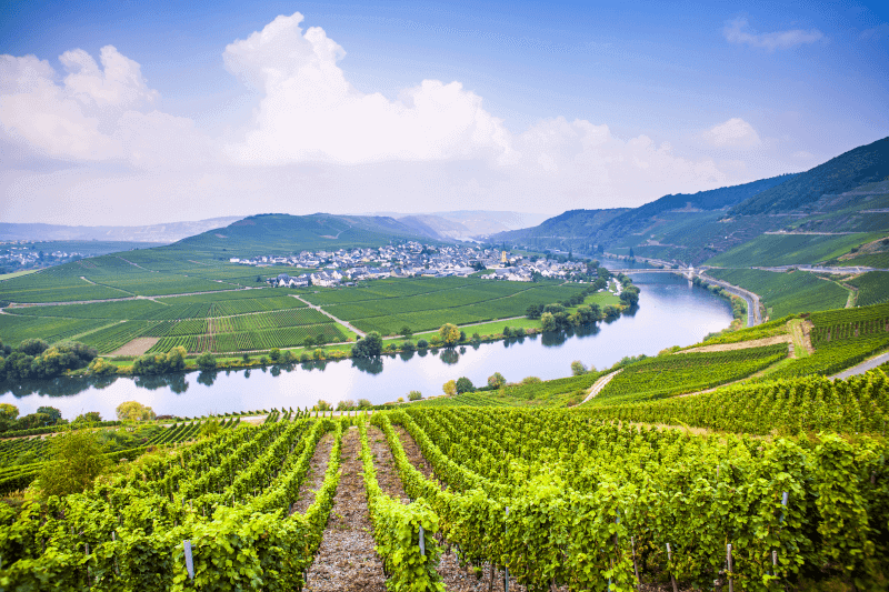 Cave Peter Mertes Rotwild sur la Moselle Cave Peter Mertes Rotwild sur la Moselle