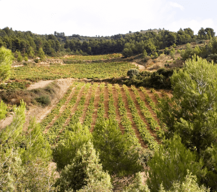 Bodegas Maximo Vignoble Bodegas Maximo Vignoble