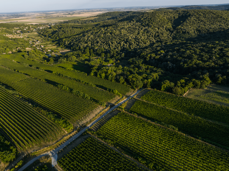 Paysage viticole pannonien en Hongrie