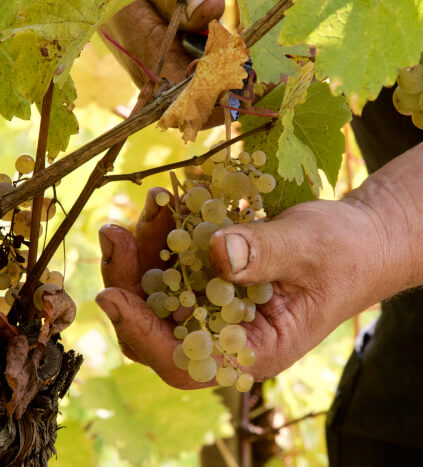 Vendanges de Clemens Busch