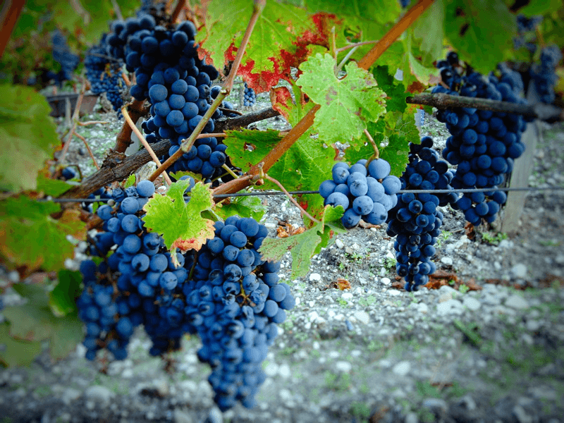 Les raisins rouges sont le point de mire du Château Micalet Les raisins rouges sont le point de mire du Château Micalet