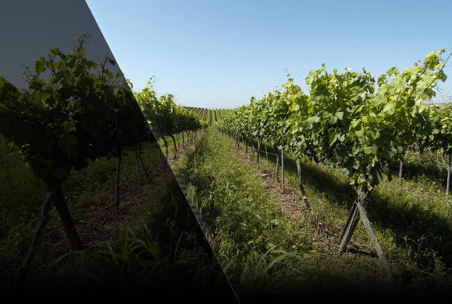 lafinca_raimat57e39bb8e6ef3