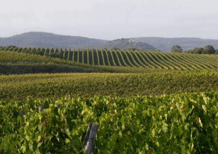 Vaste vignoble de Tenute Nardi Vaste vignoble de Tenute Nardi